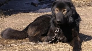 Монгольская овчарка - банхар. п-к "Монголдог".Очкарик и Дюймовка - романтика Монгольская овчарка - банхар. п-к "Монголдог".Очкарик и Дюймовка - романтика