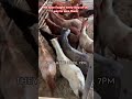 We have fought every step of the way to save them.#rescueefforts #donaters #horse