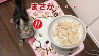 子猫に初めて茹でささみをあげたらがっつきヤバすぎたw