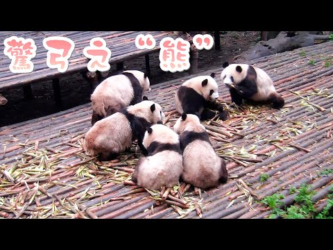 《熊貓早晚安》孔雀一聲吼，熊貓遍地走 | iPanda熊貓頻道