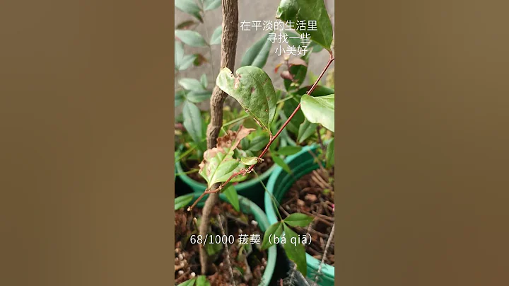 盆栽1000种植物｜68 菝葜（bá qiā） #plants #flowers #gardening - DayDayNews