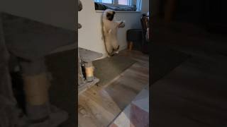 ✨️La valériane fait bien effet sur Taïyo 😹😵‍💫🤭 #cat #valerian #cute #play #catlovers #funny