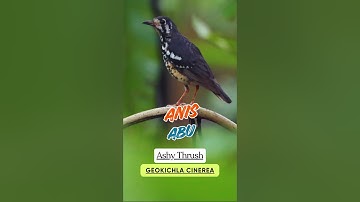 Anis Abu-abu | Ashy thrush | Geokichla cinerea