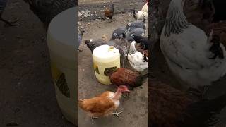 Local chicken & fowl coexist:farm sights and sounds