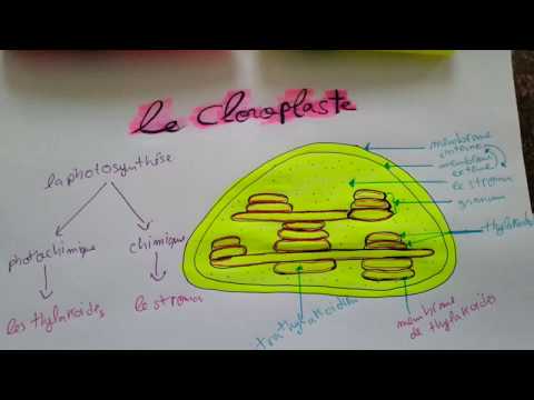 Vidéo: Comment la structure du chloroplaste est-elle liée à sa fonction ?