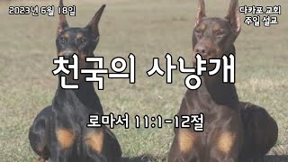 [로마서 11:1-12절] 천국의 사냥개