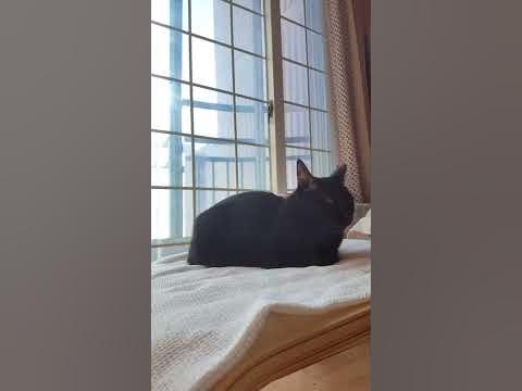 Stretching of electrocution after yawning black cat. - YouTube