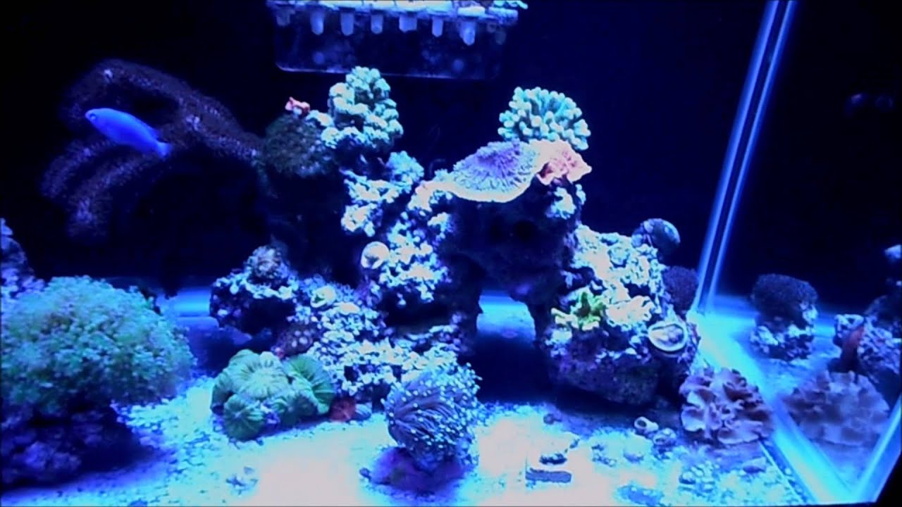 Coralline Algae Bloom & New Video Series Idea Reef Tank YouTube