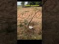 Agriculture land for sale || Double Dambar BT Road BIT ||4 Guntas || Small Excellent BIT || #youtube