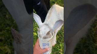Oats and Goats #goat #homestead #pets