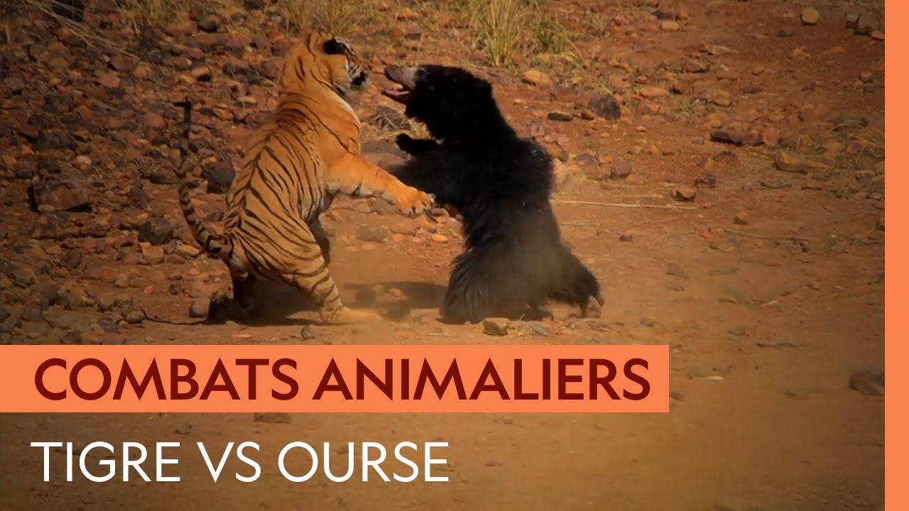 Violent duel entre un tigre et une ourse qui défend son petit
