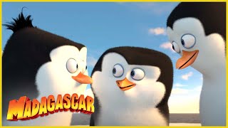 DreamWorks Madagascar en Español Latino | Los bebes tienen un hermano! | Los Pingüinos de Madagascar