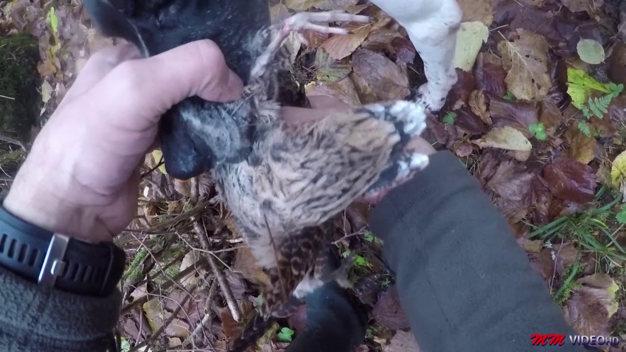 CACCIA ALLA BECCACCIA IN ESTONIA 2017 IL RITORNO DEI GUERRIERI HD