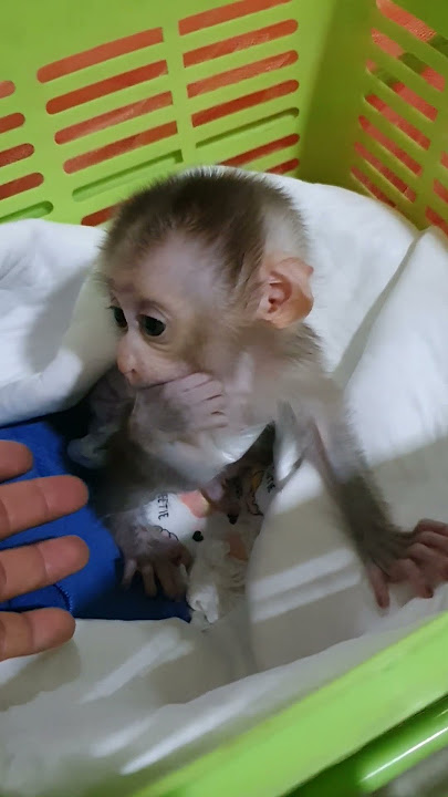 Monkey Babay so cute#anmals #monkey #funny #cute
