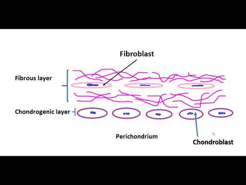 Video: Perichondrium Anatomie En Functie