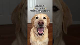 Incredible tricks I taught my dog   #labrador #dog #talent #shorts