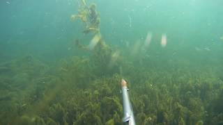 Подводная охота на карпа в речке с чистой водой