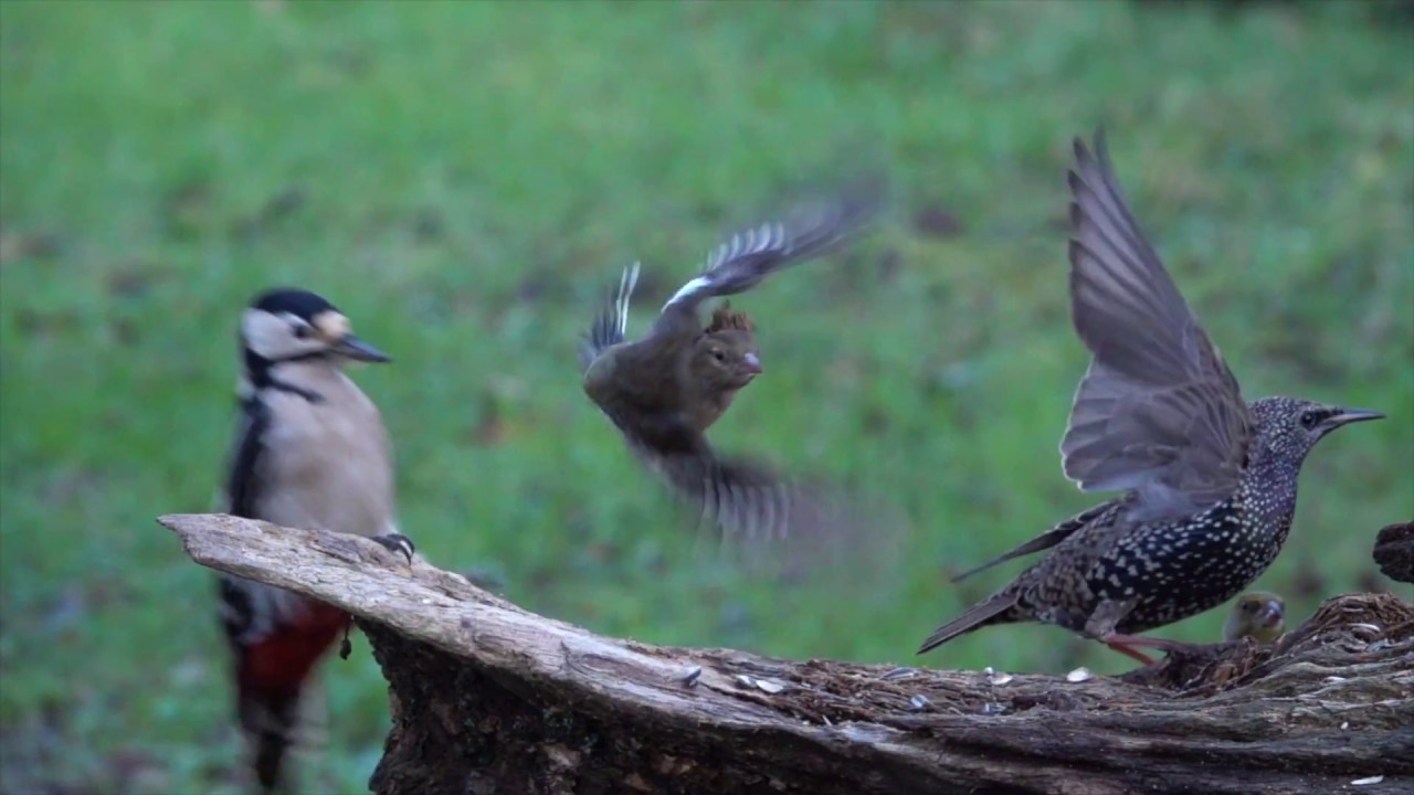 eifel rallye festival SONY RX10 IV slomo 250 fps Great Spooted Woodpecker at bird feeding place
