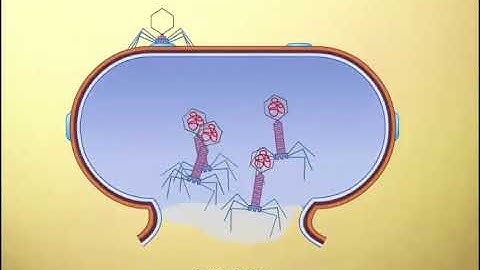 lambda phage replication cycle