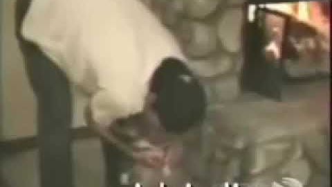 From www metacafe com Cats compilation2