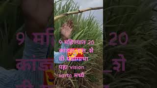 9 महिण्यात 20 कांड्या,ऊस_शेती यशोगाथा पहा,sugar_cane,vision varta मध्ये