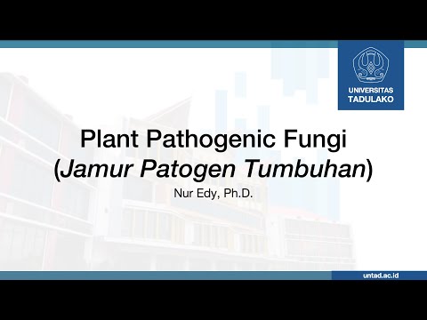 Video: Apa yang Menyebabkan Peach Rhizopus Reput – Mengenali Gejala Peach Reput Rhizopus