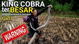 KING COBRA BESAR SI PENGHUNI MAKAM KERAMAT AKHIRNYA DAPAT JUGA