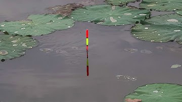 Câu Đài Ao Sen , Đụng Bầy Cá Rô Phi Đói Mồi Kéo Thục Phao Liên Tục Giật Sụi Tay Luôn