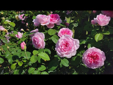 Video: Rose Gertrude Jekyll: beskrivning, ursprung, odling