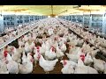 Granja Avícola: La industria del Huevo - TvAgro por Juan Gonzalo Angel