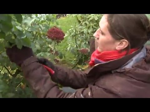 Jardinage : quelques astuces pour entretenir son jardin