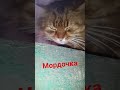 Мордочка