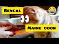 How does a Bengal cat and Maine Coon eat?