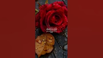 تلاوة هادئة تريح القلب والروح #اكسبلور #قرآن #المصحف