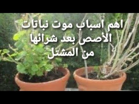 اسباب موت النباتات بعد شرائها من المشتل