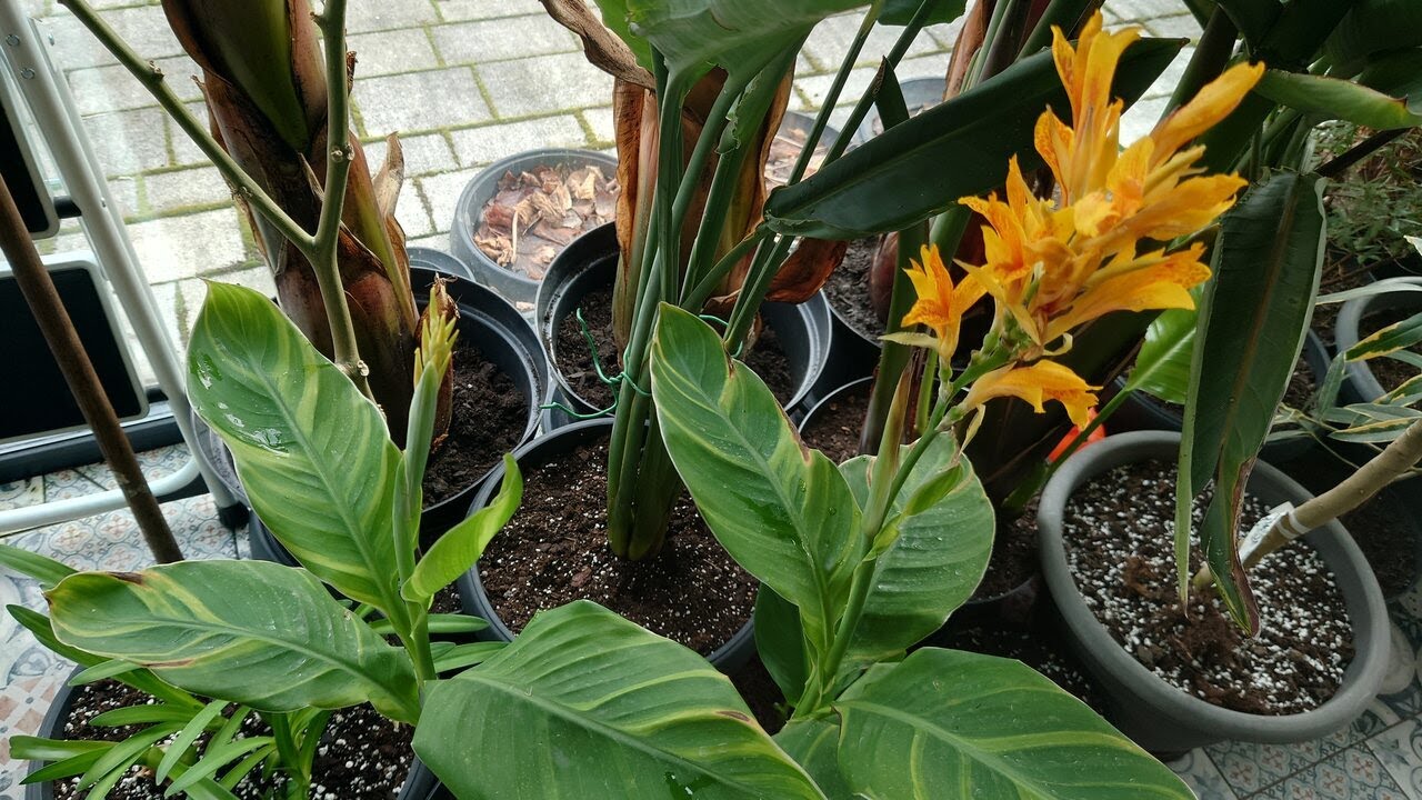 (264) Jak się prezentują canny wybudzone przed miesiącem ?