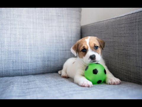 Videó: Mi A Teendő, Ha Kutyája Megrázza A Fülét