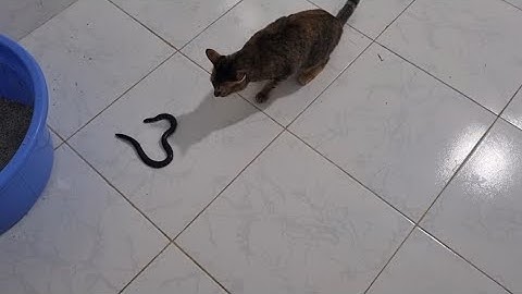 Con rắn biết giả chết! chui vào nhà khế Thúi