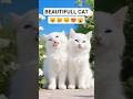 Fluffy white kittens with blue eyes sticking tongues out in sunny garden #cat #cats #catshorts #meow