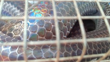 #118.🐍 Thăm Bẫy Rắn Lấy Lộc Đầu Xuân Cái Kết ấm Lòng Năm Mới||út lãng tử 2