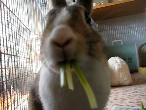 カモガヤ オーチャードグラスを食べるうさぎ Rabbit That Eats Orchard Grass Youtube
