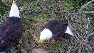 Bald eagles taking turns to incubate their egg.  🥚  March 2, 2025