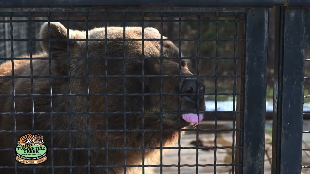 HAPPY BIRTHDAY, Belated, to Huggy Bear!