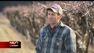 Blast of Arctic air could have impact on peach crop