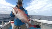 おとな釣り倶楽部 フェリーの旅 玄界灘の鯛ラバ 狙いは大鯛 Youtube
