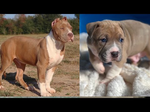 How To Become A Successful Dog Breeder (Breeders University  Video #1)
