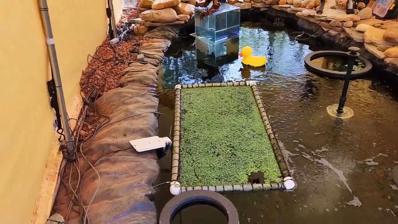 Pond Liner Adjustment @RyeGuyCreations; to Compensate for the Settling of Pond Border