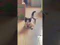 A cute tail.😍😍😘😘 #cat #pet #cute #funnyanimals