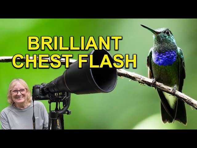 This Hummingbird Sat Pretty for my Camera - YouTube