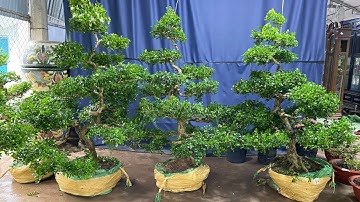 Nguyệt Quế thành phẩm đẹp và Bonsai giá rẻ rao bán 25th5 vựa Thanh Triệu